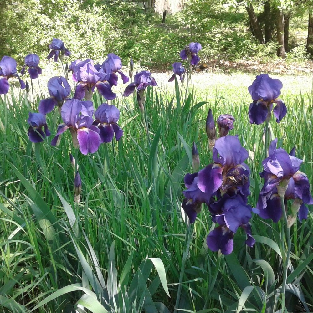 6 Beautiful big mixed iris bulbs, bare root - Picture 2 of 5